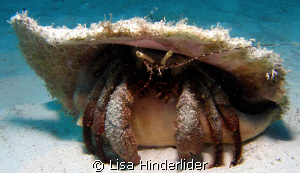 This fairly large hermit crab seemed to know he looked go... by Lisa Hinderlider 